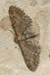 Eupithecia vulgata