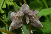 Laothoe populi