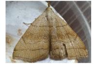 Herminia tarsicrinalis