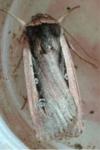 Ochropleura leucogaster