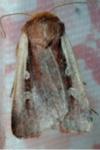 Ochropleura plecta