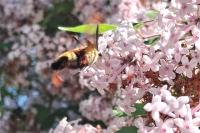 Hemaris fuciformis