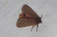 Phragmatobia fuliginosa