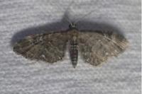 Eupithecia vulgata