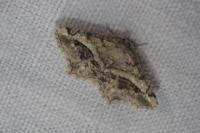 Chiasmia aestimaria