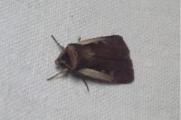 Ochropleura plecta