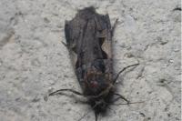 Xestia c-nigrum
