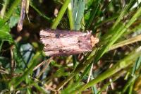 Axylia putris