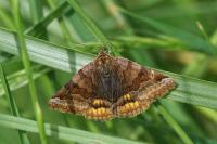 Euclidia glyphica