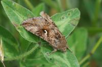 Autographa gamma