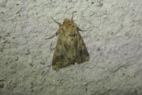Conisania luteago olbiena