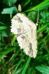 Menophra abruptaria
