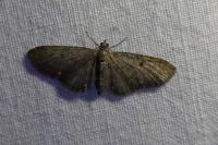 Eupithecia tripunctaria