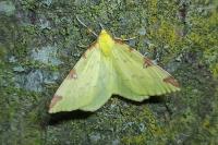 Opisthograptis luteolata