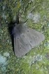 Diaphora mendica