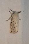 Spilosoma lubricipeda