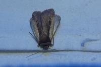 Ochropleura plecta