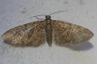 Eupithecia abbreviata