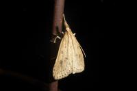 Udea numeralis