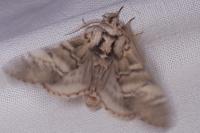 Drymonia ruficornis