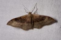 Idaea degeneraria