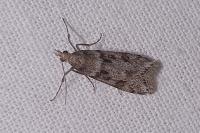 Eudonia angustea