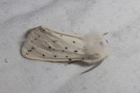 Spilosoma lubricipeda