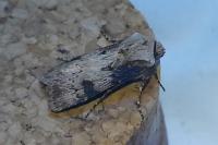 Agrotis puta