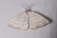 Cabera exanthemata