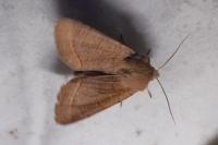 Orthosia cerasi