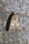 Agrotis exclamationis exclamationis