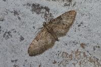 Eupithecia dodoneata