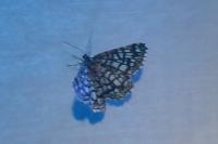 Chiasmia clathrata