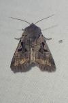 Orthosia gothica