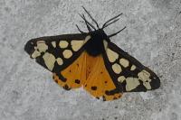 Arctia villica