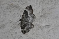 Epirrhoe alternata