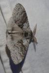Calliteara pudibunda