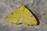 Opisthograptis luteolata