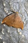 Watsonalla binaria
