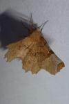 Selenia lunularia