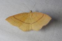Cyclophora linearia