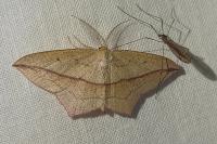 Timandra comae