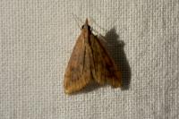 Udea ferrugalis