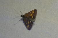 Pyrausta purpuralis
