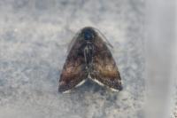 Panemeria tenebrata
