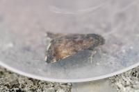 Panemeria tenebrata