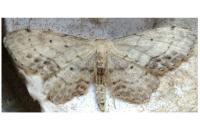 Idaea dimidiata