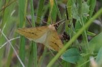 Aspitates ochrearia