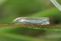Crambus pascuella