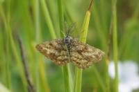 Ematurga atomaria